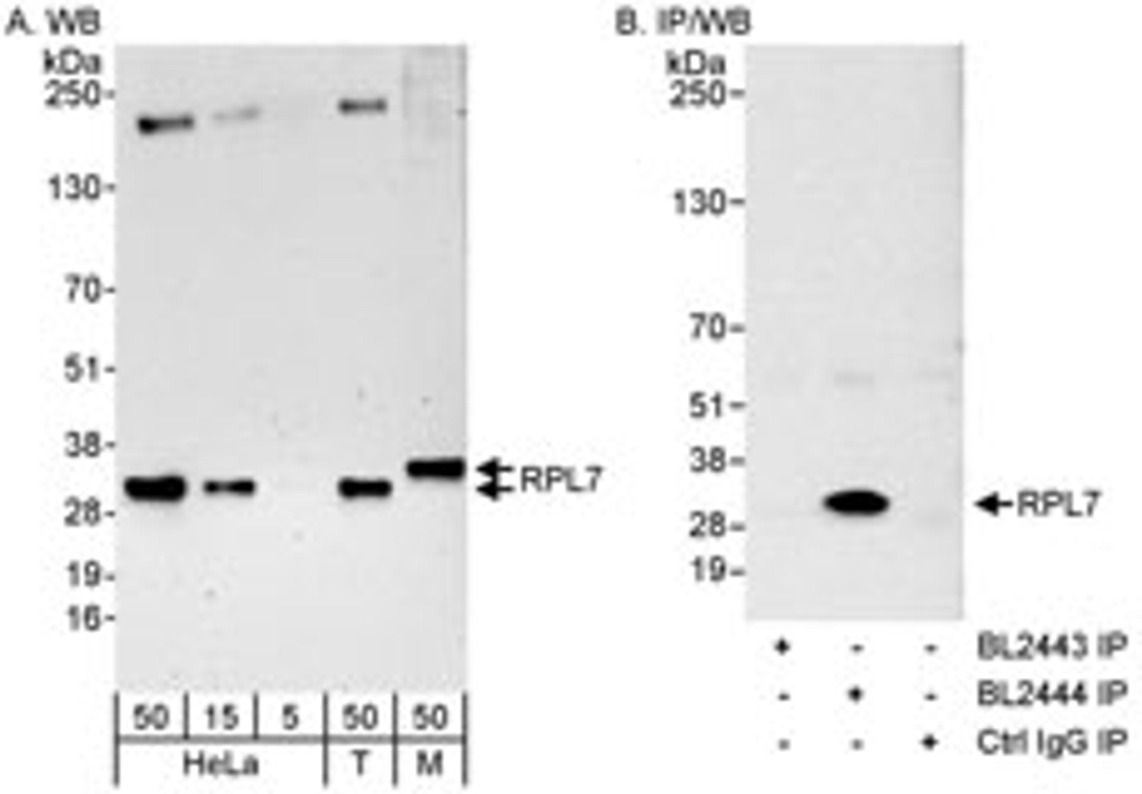 Detection of human and mouse RPL7 by western blot (h&m) and immunoprecipitation (h).