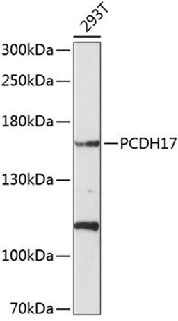 Western blot - PCDH17 antibody (A10512)