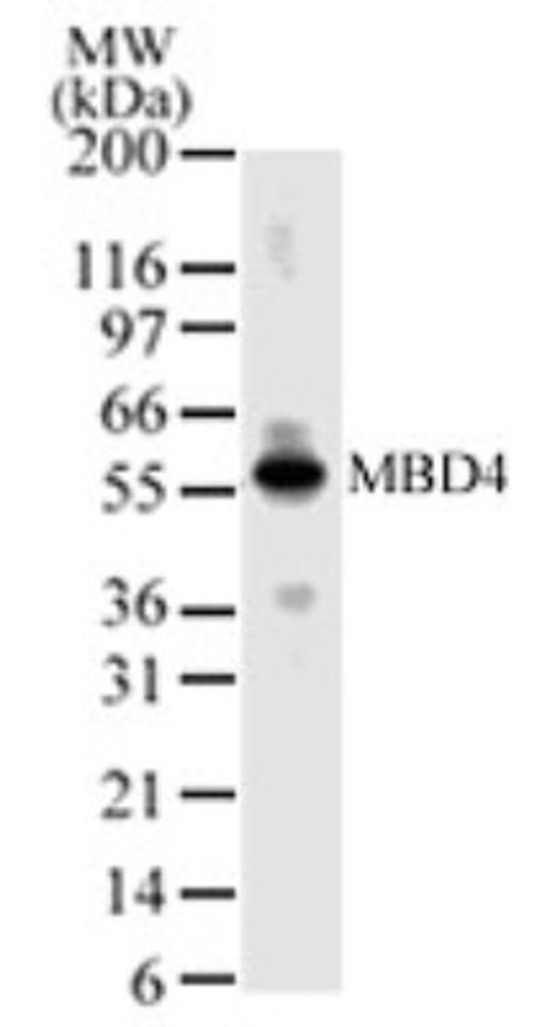 Western Blot: MBD4 Antibody [NBP2-24393] - Analysis of MBD4 in HL60 cell lysate probed with MBD4 antibody.