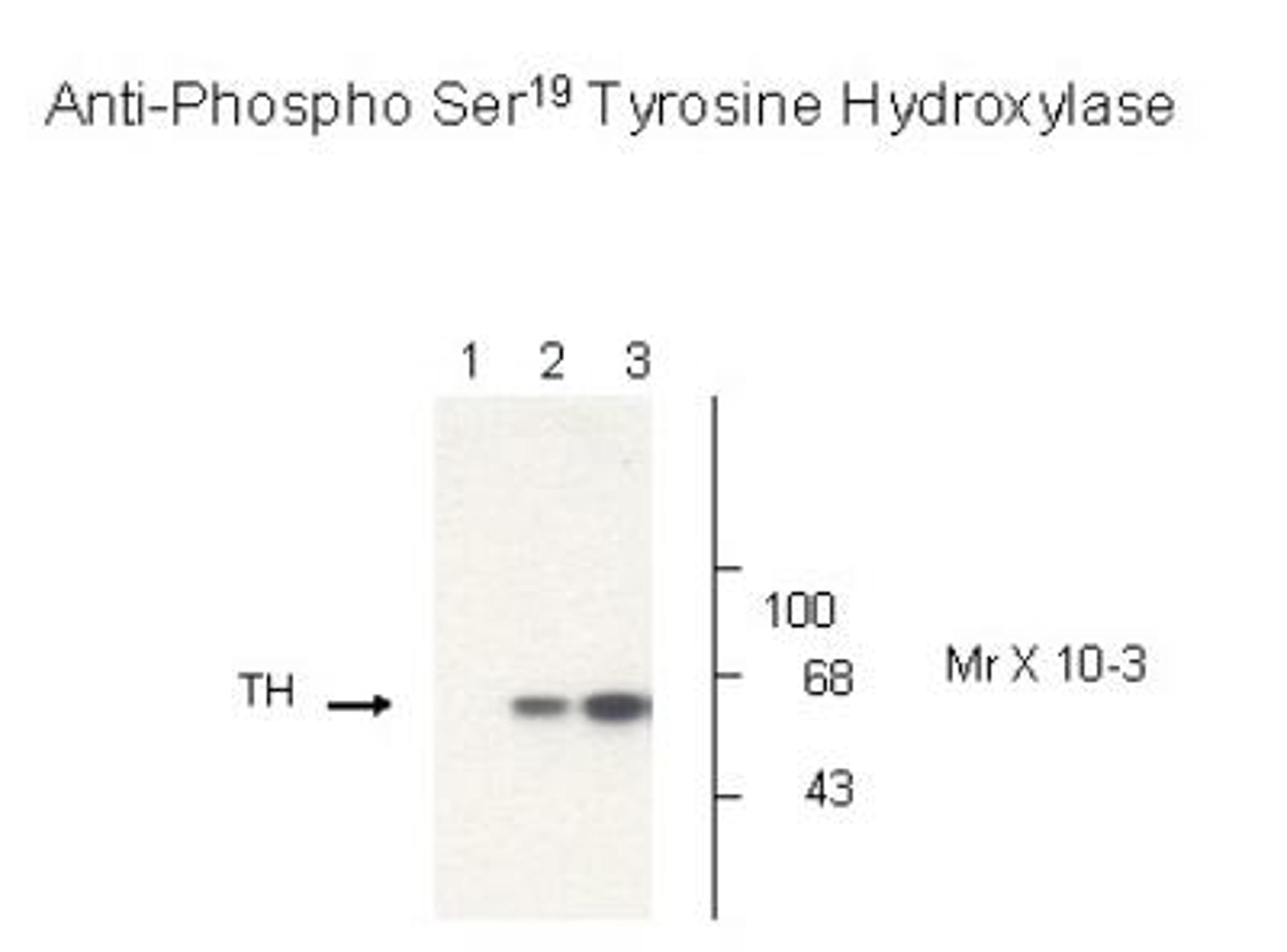 Western Blot: Tyrosine Hydroxylase [p Ser19] Antibody [NB300-212] - Non-phospho-recombinant tyrosine hydroxylase (Lane 1), PC-12 cell lysate (Lane 2), and PC-12 cell lysate stimulated with KCl, 30 mM for 10 min (Lane 3) showing specific immunolabeling of the ~60k tyrosine hydroxylase phosphorylated at Ser19.