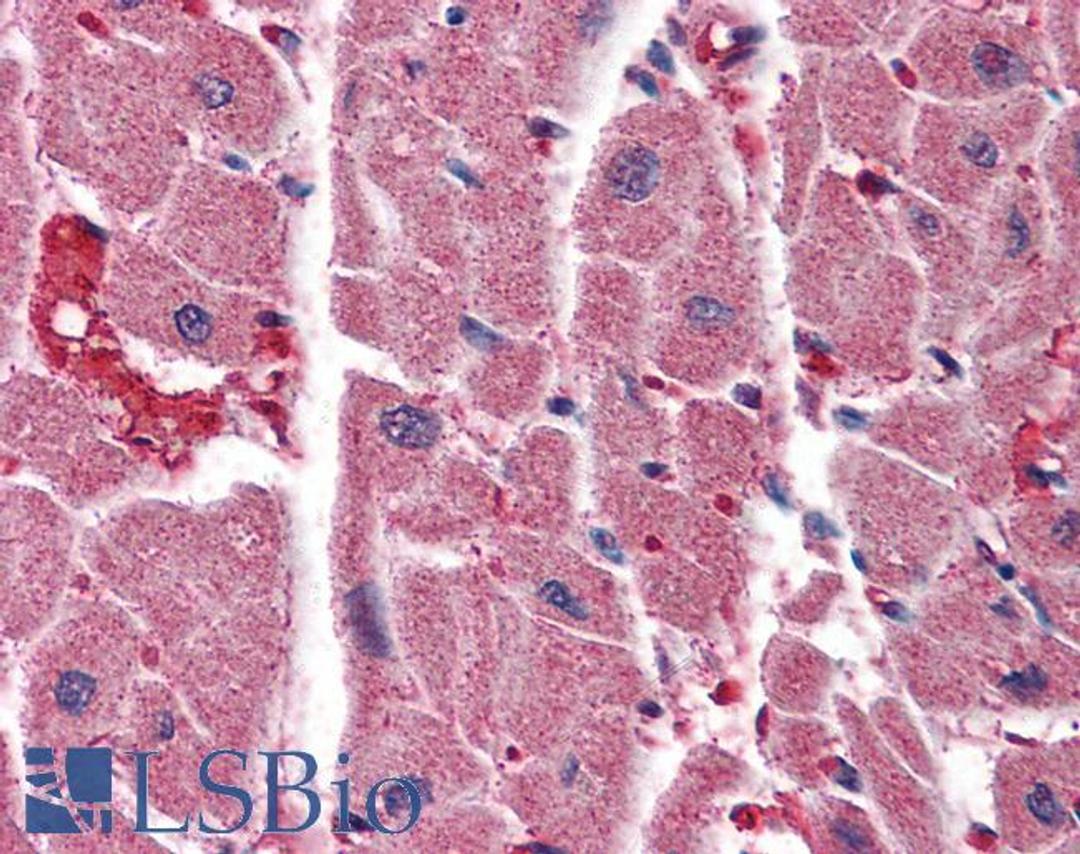 45-785 (3.75ug/ml) staining of paraffin embedded Human Heart. Steamed antigen retrieval with citrate buffer pH 6, AP-staining.