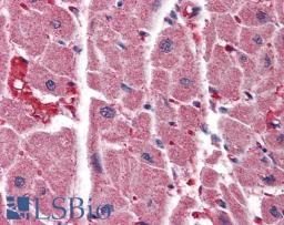 45-785 (3.75ug/ml) staining of paraffin embedded Human Heart. Steamed antigen retrieval with citrate buffer pH 6, AP-staining.