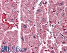 45-785 (3.75ug/ml) staining of paraffin embedded Human Heart. Steamed antigen retrieval with citrate buffer pH 6, AP-staining.