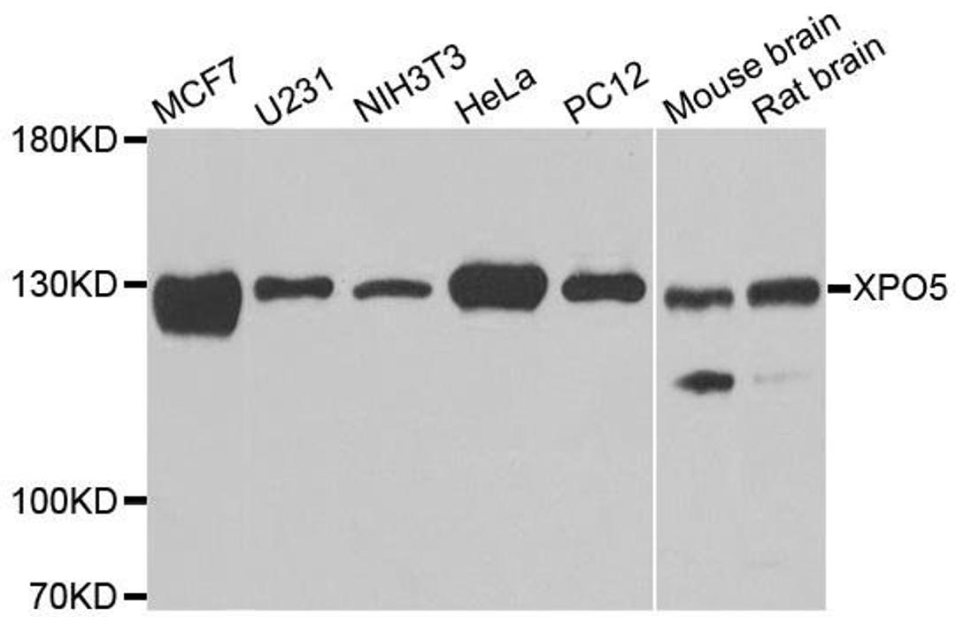 Western blot analysis of extracts of various cell lines using XPO5 antibody