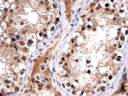 45-613 (2ug/ml) staining of paraffin embedded Human Testis. Steamed antigen retrieval with citrate buffer pH 6, HRP-staining.