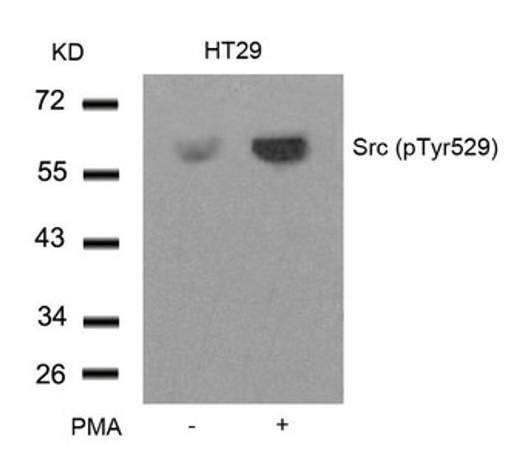 Western blot analysis of extracts from HT29 cells untreated or treated with PMA using Src(Phospho-Tyr529) Antibody.