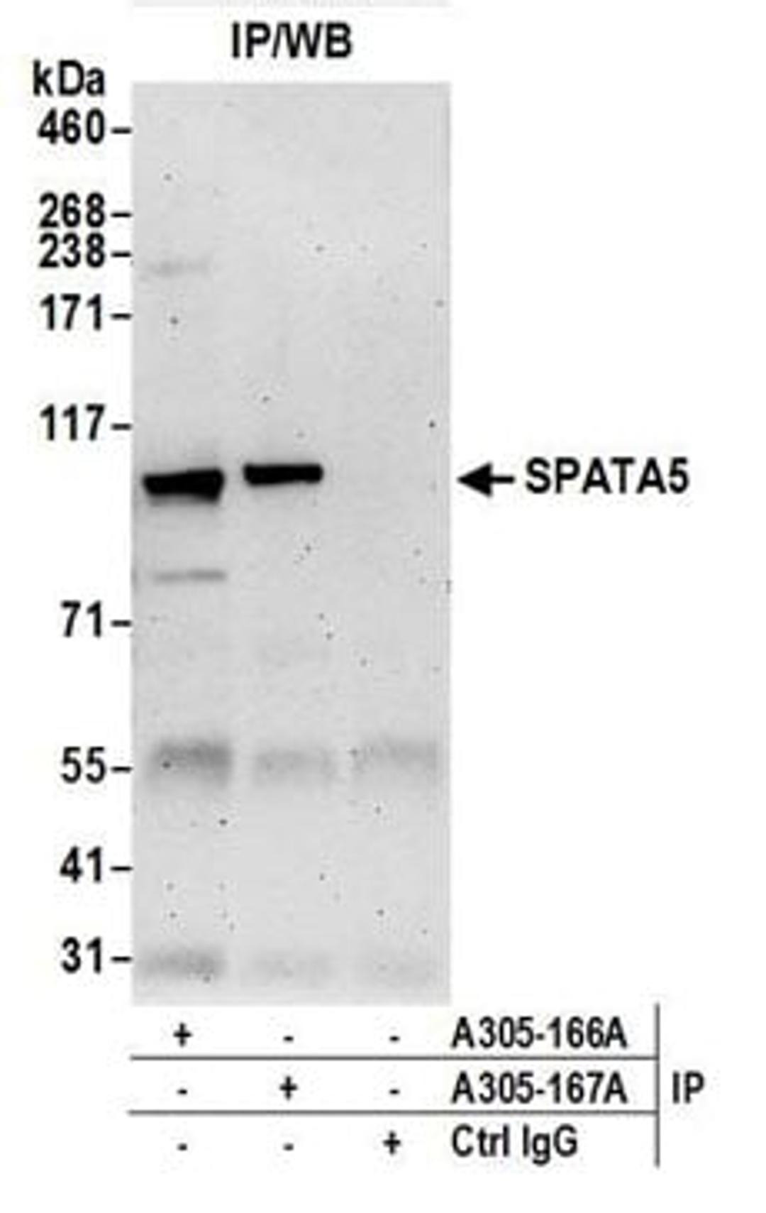 Detection of human SPATA5 by western blot of immunoprecipitates.