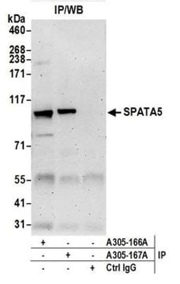 Detection of human SPATA5 by western blot of immunoprecipitates.