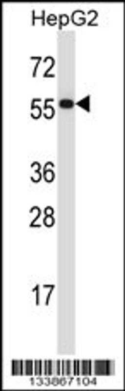 Western blot analysis in HepG2 cell line lysates (35ug/lane).