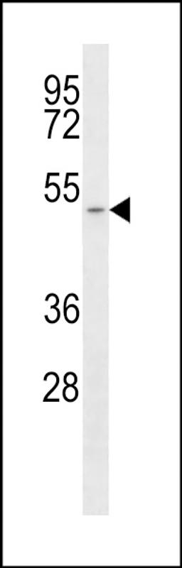 Western blot analysis of anti-SLC16A1 Antibody in T47D cell line lysates (35ug/lane).