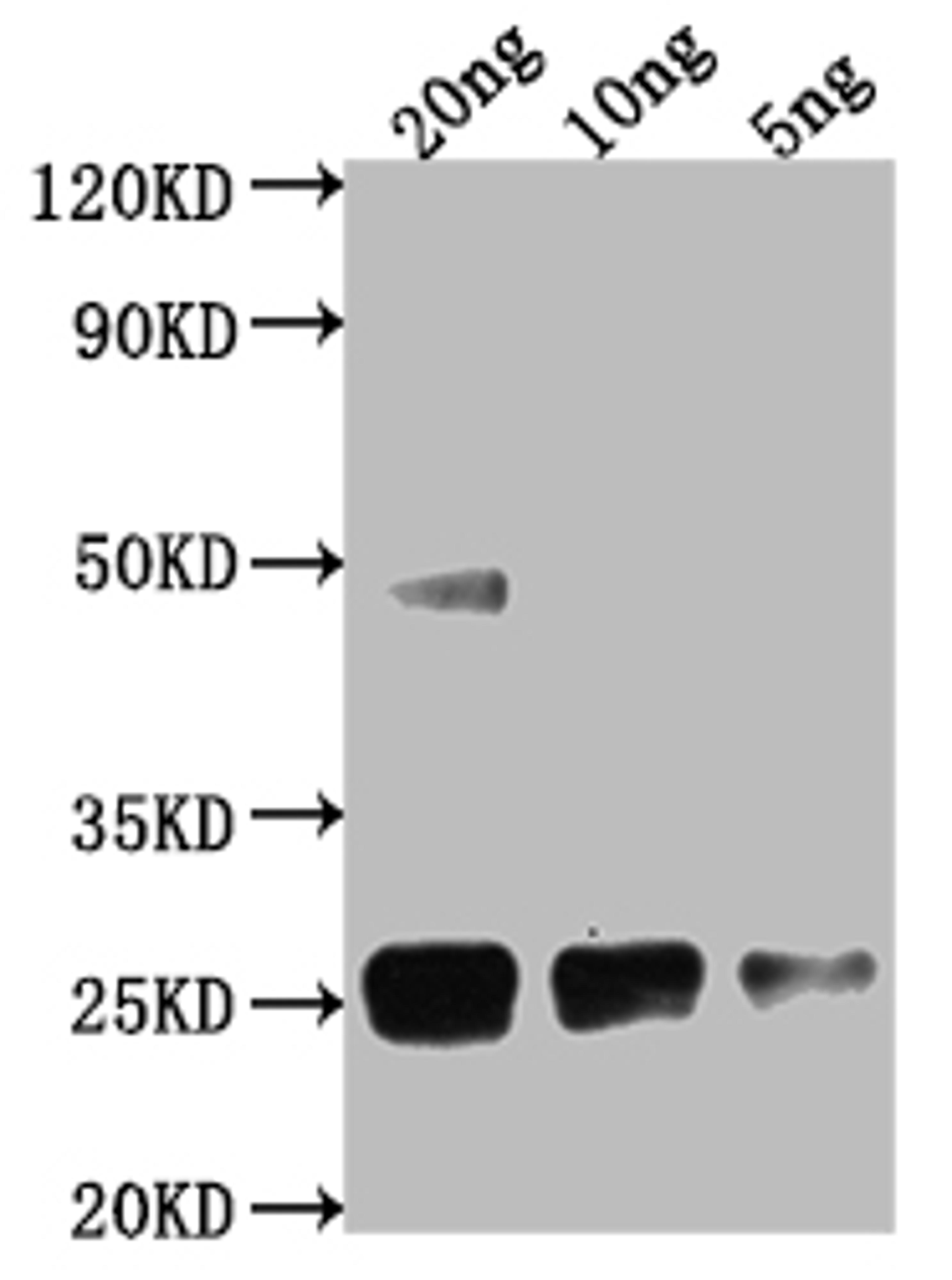 Western Blot. Positive WB detected in Recombinant protein. All lanes: Cpr antibody at 1:2000. Secondary. Goat polyclonal to rabbit IgG at 1/50000 dilution. Predicted band size: 20.5 kDa. Observed band size: 25 kDa. 
