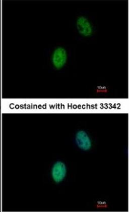 Immunocytochemistry/Immunofluorescence: FHL5 Antibody [NBP1-32660] - Paraformaldehyde-fixed HeLa, using antibody at 1:500 dilution.