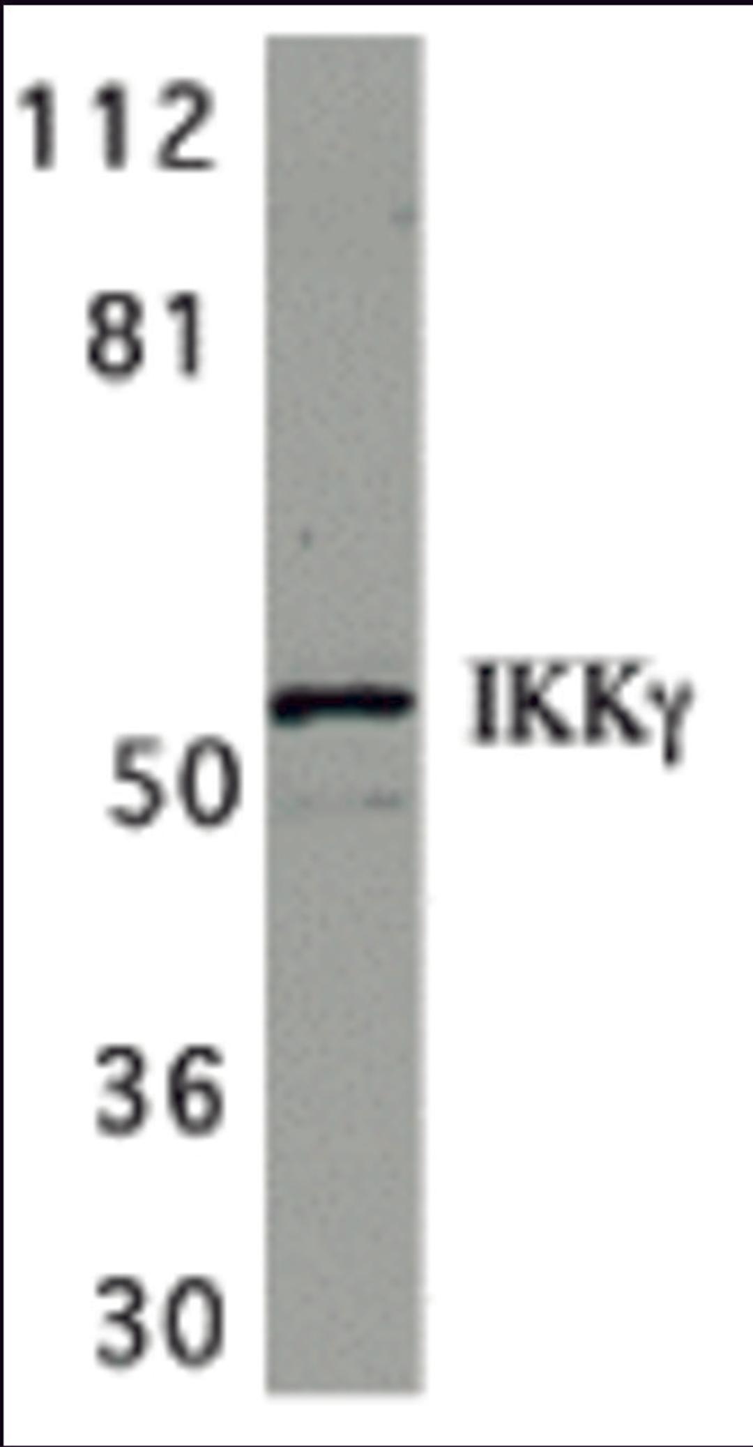Western blot analysis of IKK gamma in HeLa whole cell lysate with IKK gamma antibody at 1 μg/mL.
