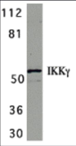 Western blot analysis of IKK gamma in HeLa whole cell lysate with IKK gamma antibody at 1 μg/mL.