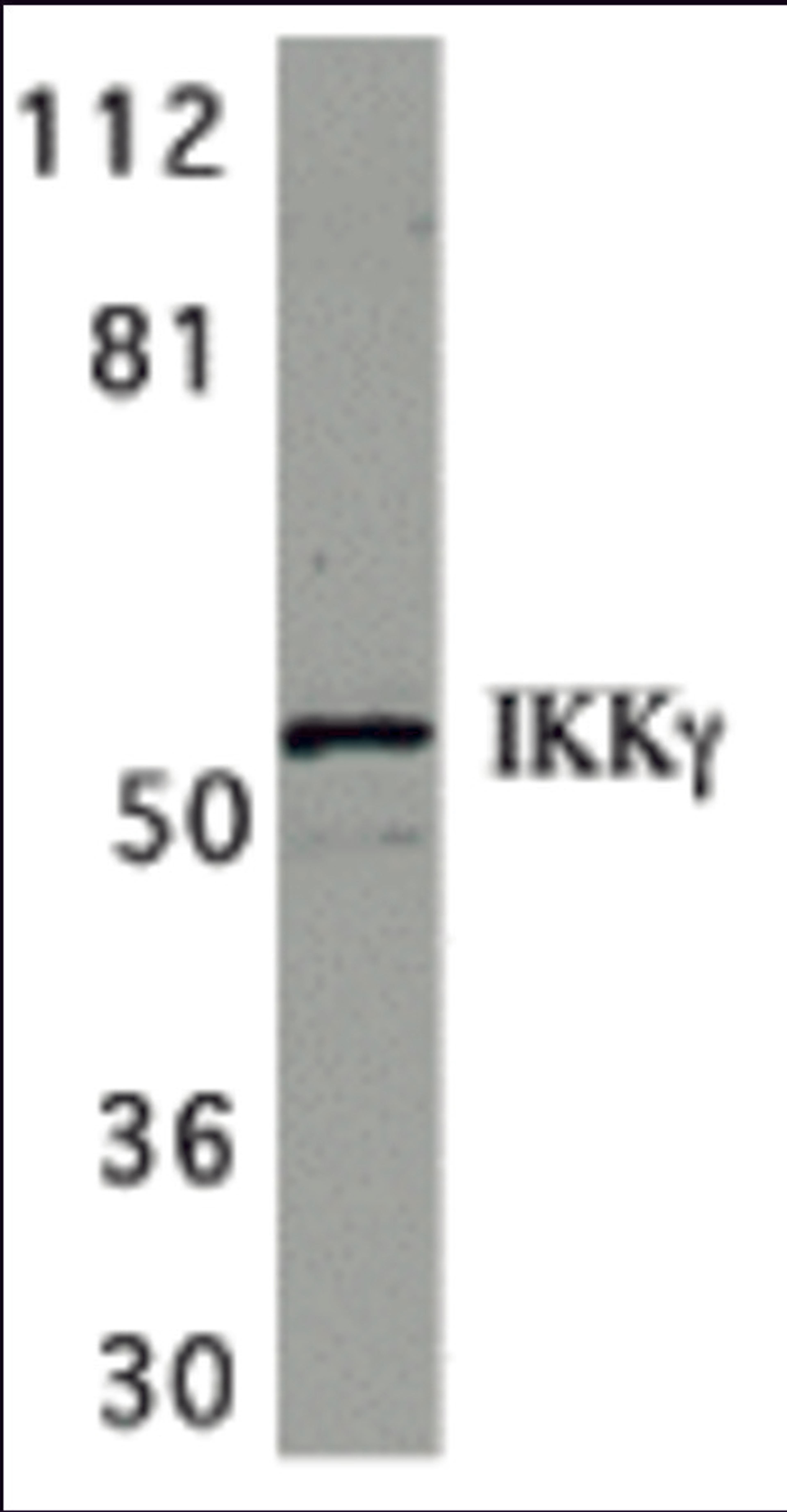 Western blot analysis of IKK gamma in HeLa whole cell lysate with IKK gamma antibody at 1 μg/mL.