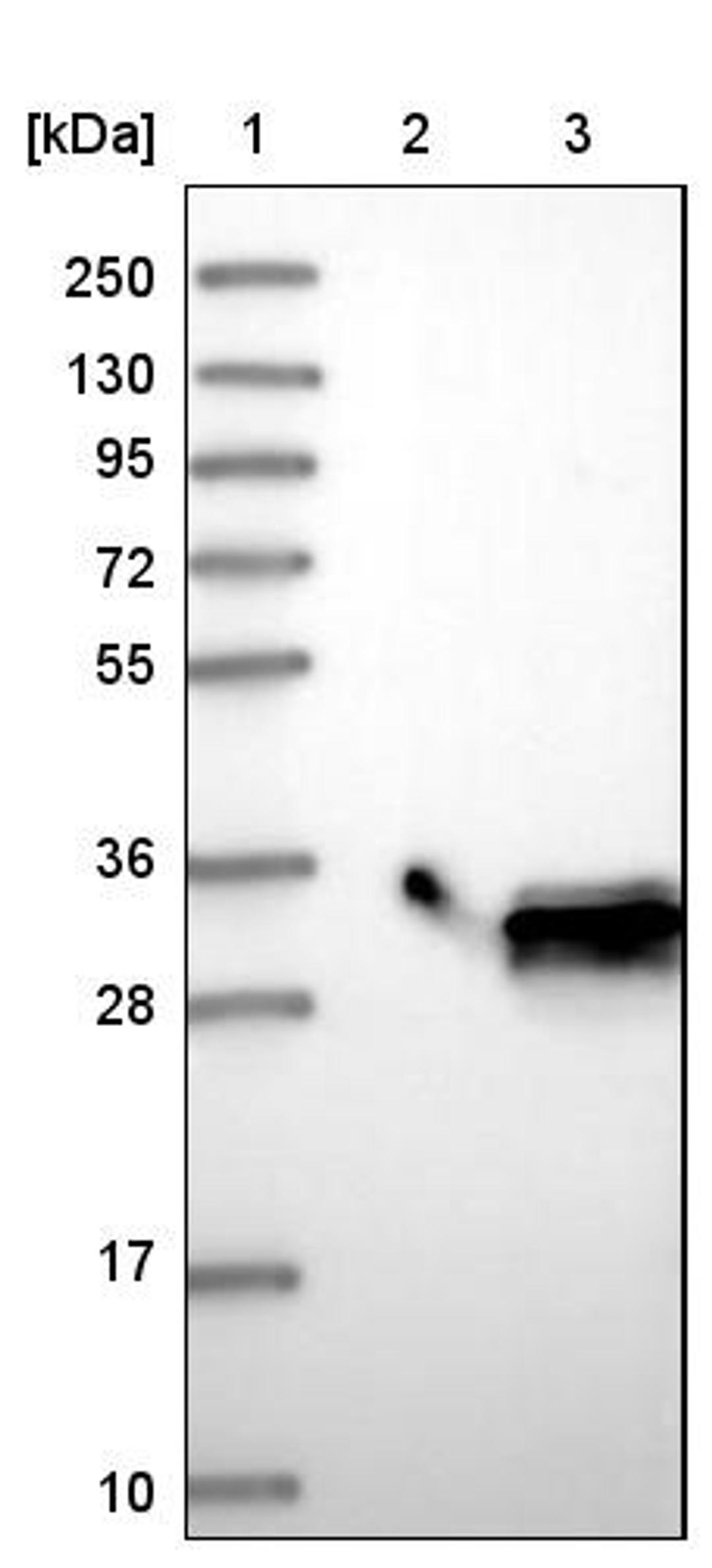 Western Blot: MTHFS Antibody [NBP1-83161] - Lane 1: Marker [kDa] 250, 130, 95, 72, 55, 36, 28, 17, 10<br/>Lane 2: Negative control (vector only transfected HEK293T lysate)<br/>Lane 3: Over-expression lysate (Co-expressed with a C-terminal myc-DDK tag (~3.1 kDa) in mammalian HEK293T cells, LY416629)