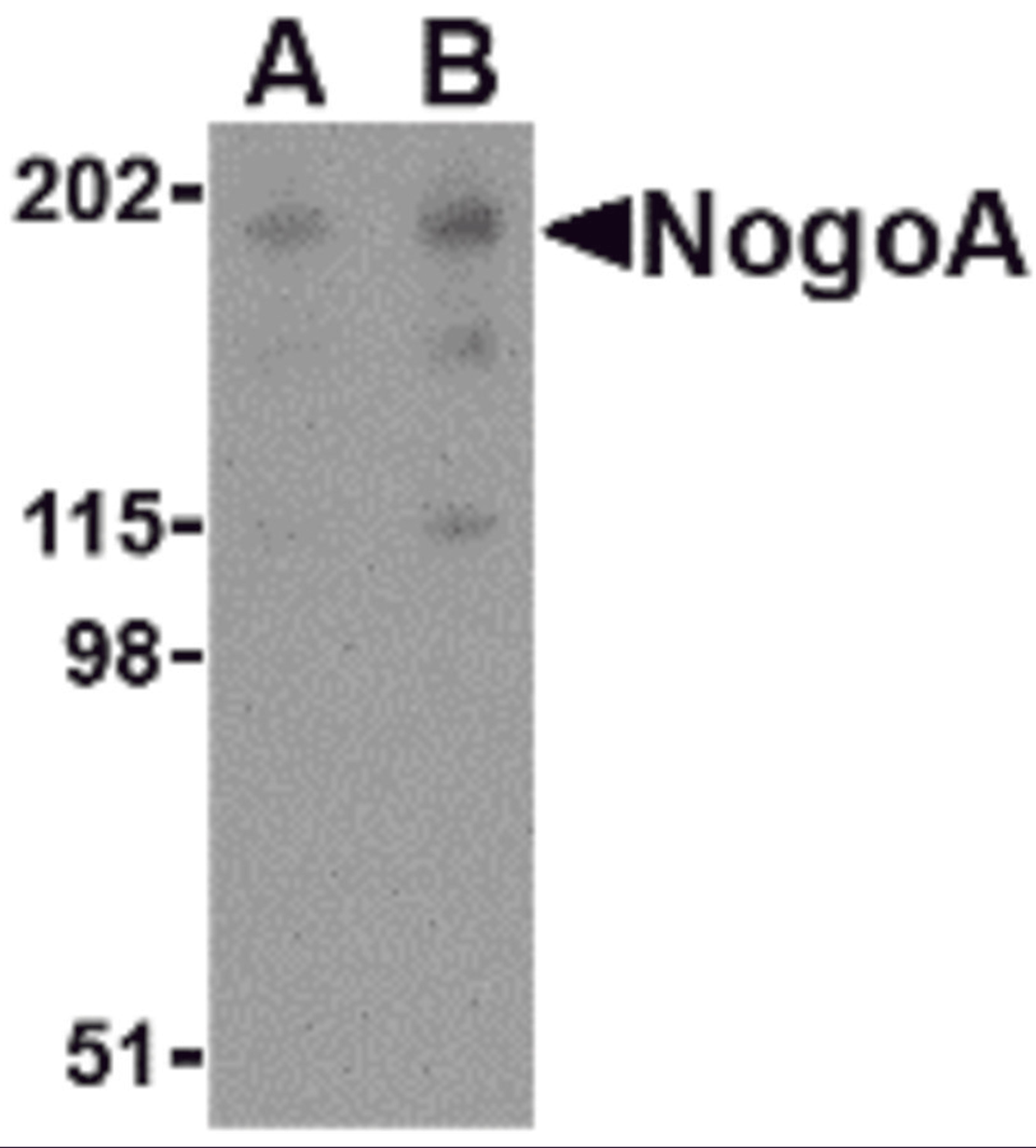 Western blot analysis of NogoA in human brain tissue lysate with NogoA antibody at (A) 0.5 and (B) 1 &#956;g/mL.