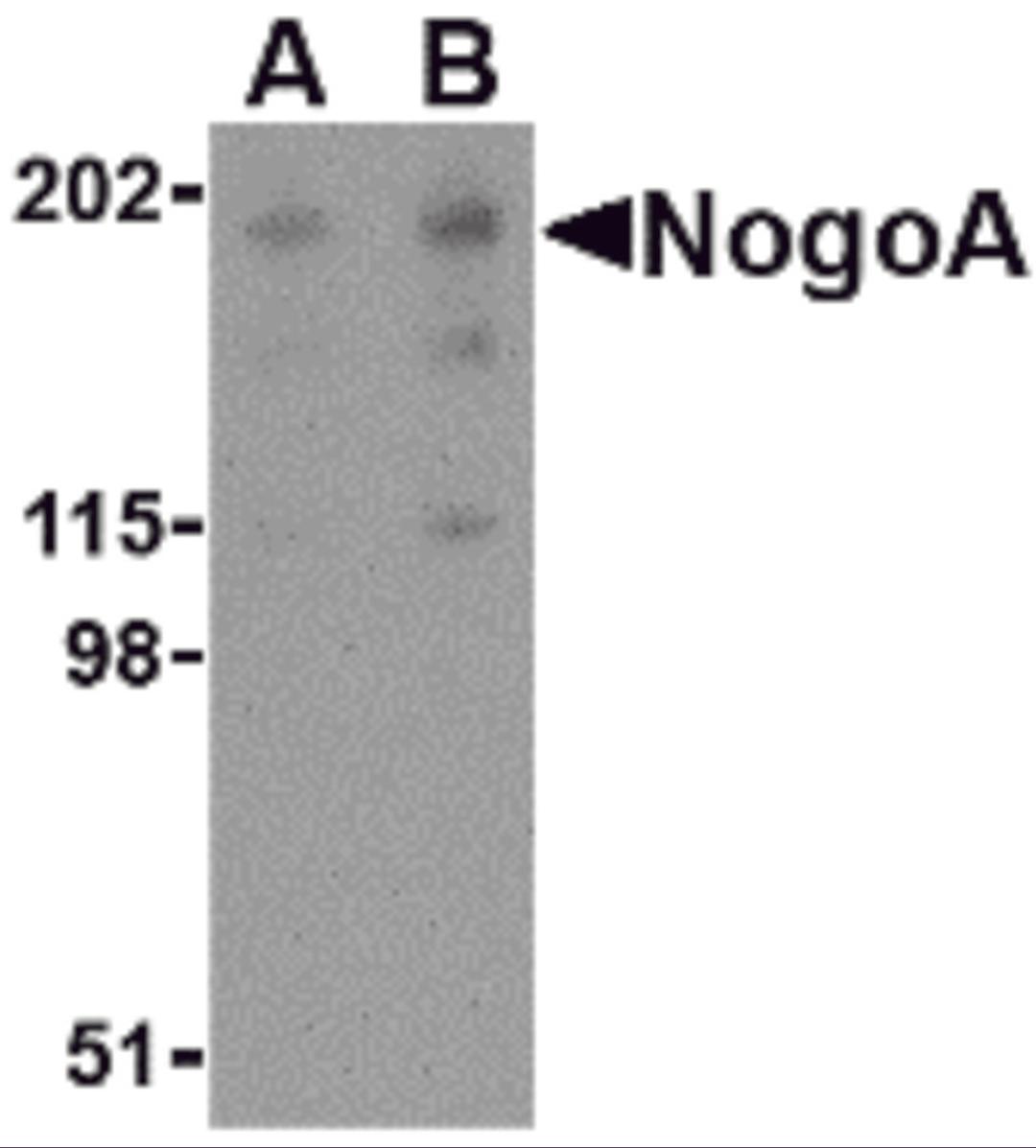 Western blot analysis of NogoA in human brain tissue lysate with NogoA antibody at (A) 0.5 and (B) 1 μg/mL.