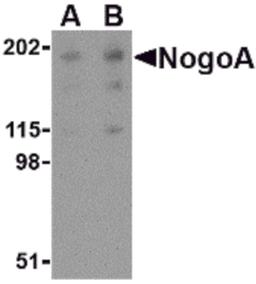 Western blot analysis of NogoA in human brain tissue lysate with NogoA antibody at (A) 0.5 and (B) 1 μg/mL.