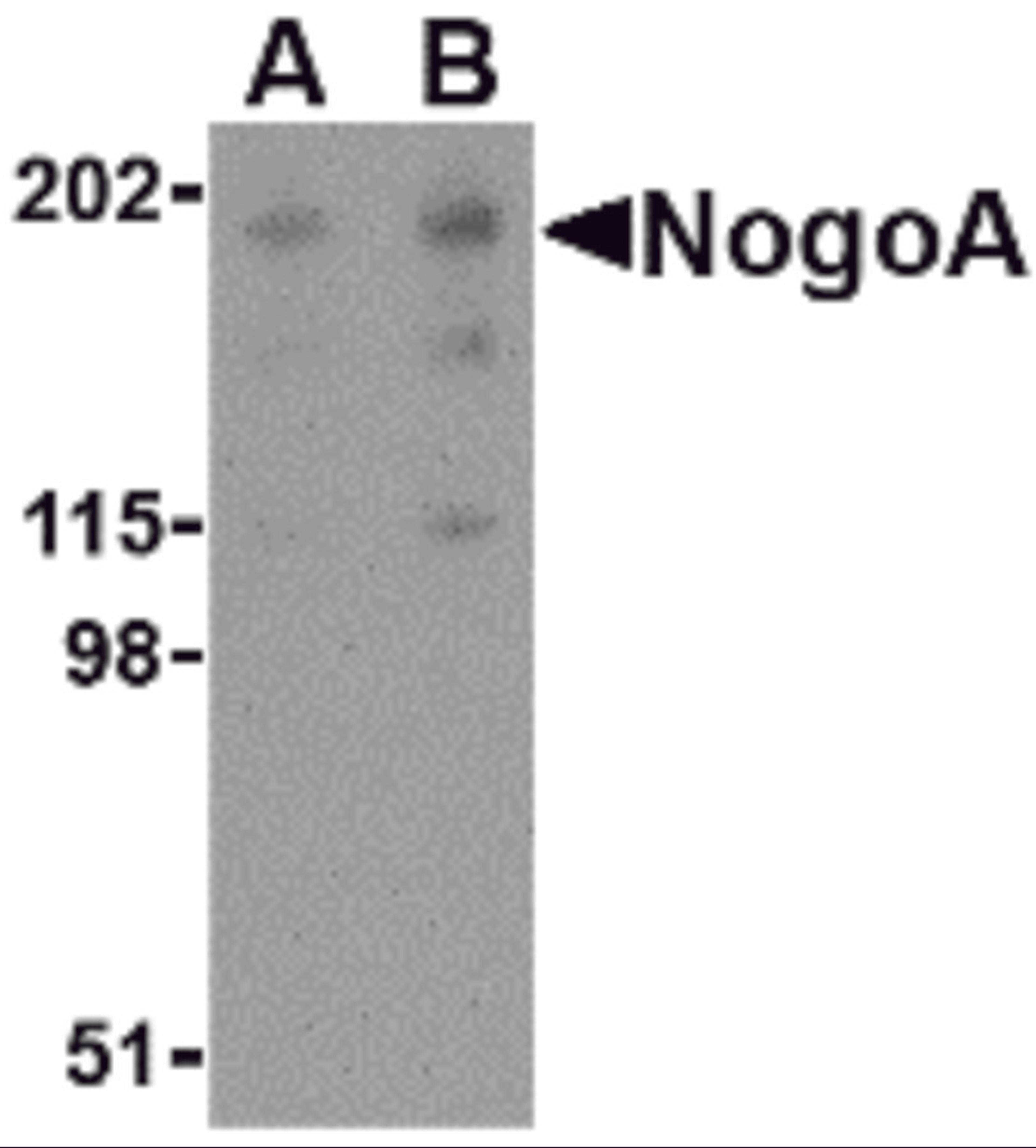 Western blot analysis of NogoA in human brain tissue lysate with NogoA antibody at (A) 0.5 and (B) 1 μg/mL.