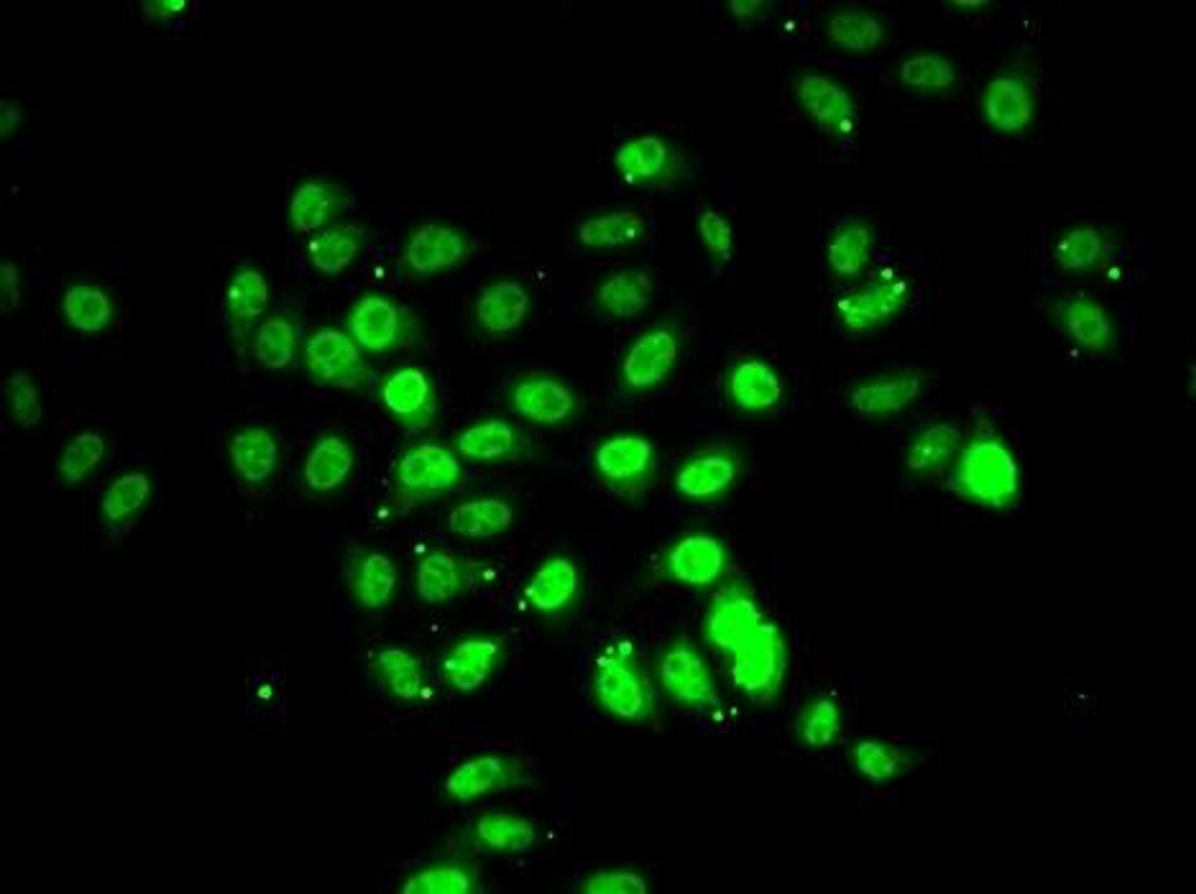 Immunofluorescence analysis of U20S cell using RFX5 antibody