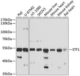 Western blot - ETF1 antibody (A5920)