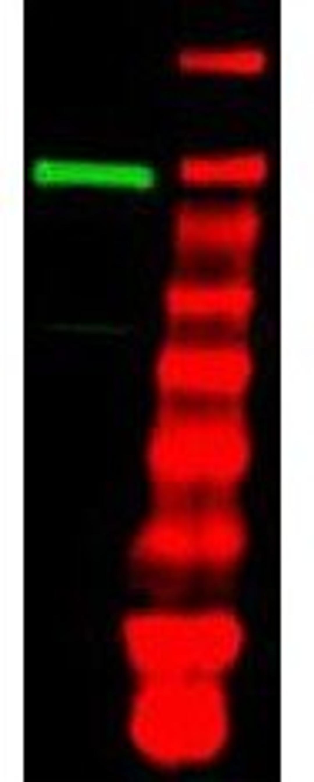 Western blot analysis of A431 whole cell lysate using Ubiquitin Activating Enzyme E1 antibody