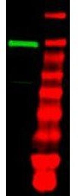 Western blot analysis of A431 whole cell lysate using Ubiquitin Activating Enzyme E1 antibody