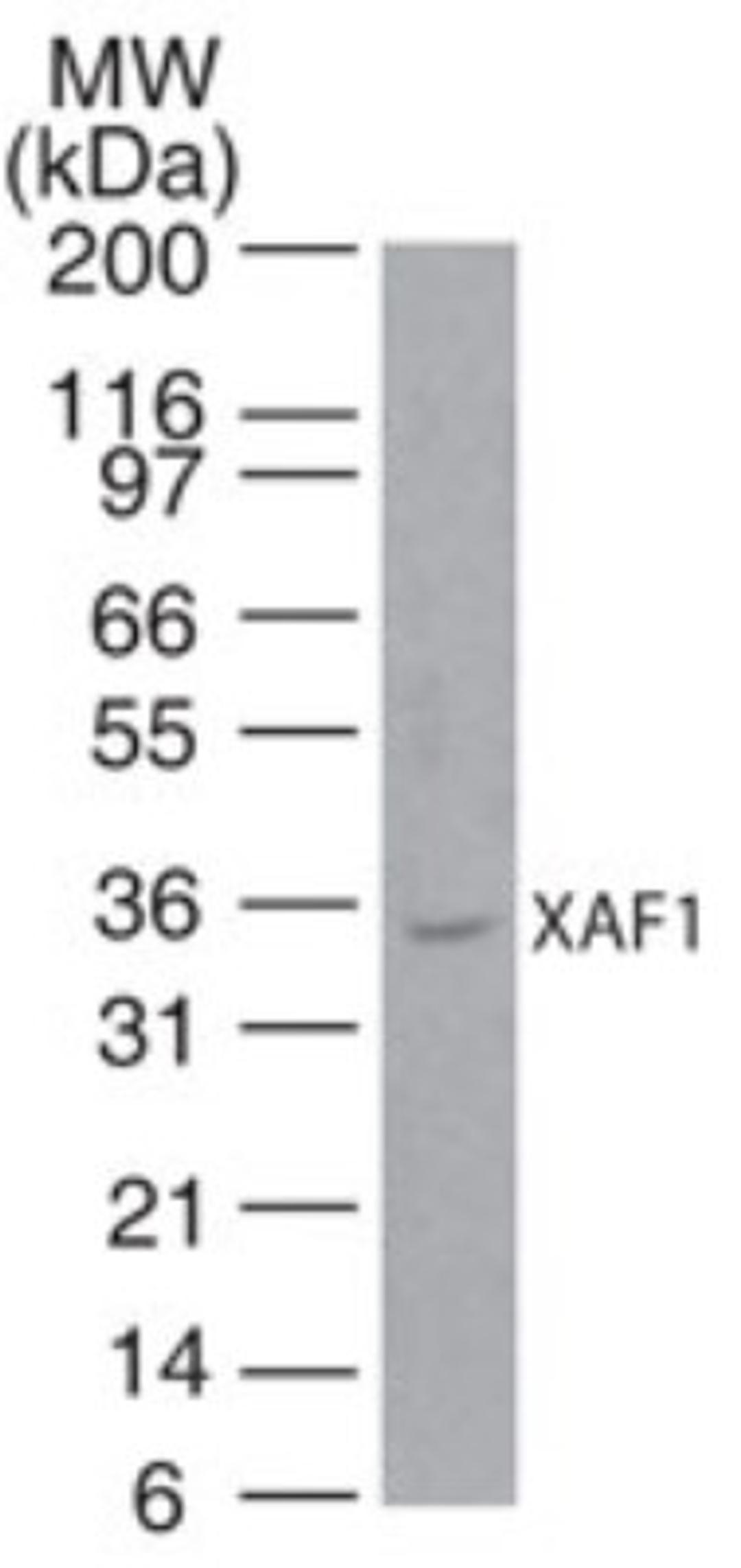 Western Blot: XAF1 Antibody [NB100-56355] - analysis of XAF1 in human liver lysate using this antibody. I goat anti-rabbit Ig HRP secondary antibody and PicoTect ECL substrate solution were used for this test.