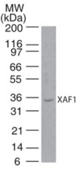 Western Blot: XAF1 Antibody [NB100-56355] - analysis of XAF1 in human liver lysate using this antibody. I goat anti-rabbit Ig HRP secondary antibody and PicoTect ECL substrate solution were used for this test.