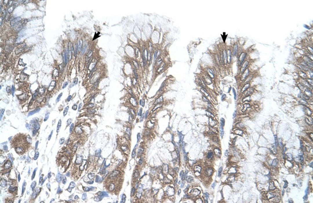 Antibody used in IHC on Human Stomach.