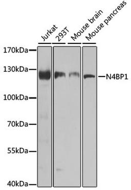 Western blot - N4BP1 antibody (A8474)