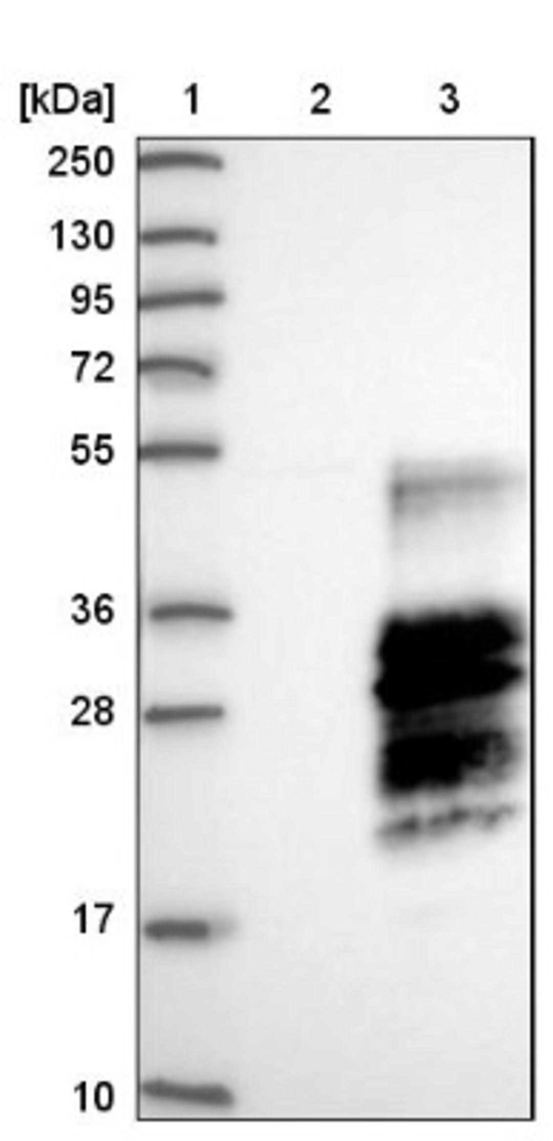 Western Blot: C3orf18 Antibody [NBP1-83405] - Lane 1: Marker [kDa] 250, 130, 95, 72, 55, 36, 28, 17, 10<br/>Lane 2: Negative control (vector only transfected HEK293T lysate)<br/>Lane 3: Over-expression lysate (Co-expressed with a C-terminal myc-DDK tag (~3.1 kDa) in mammalian HEK293T cells, LY414124)