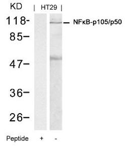 Western blot analysis of lysed extracts from HT29 cells using NFκB-p105/p50 (Ab-337).