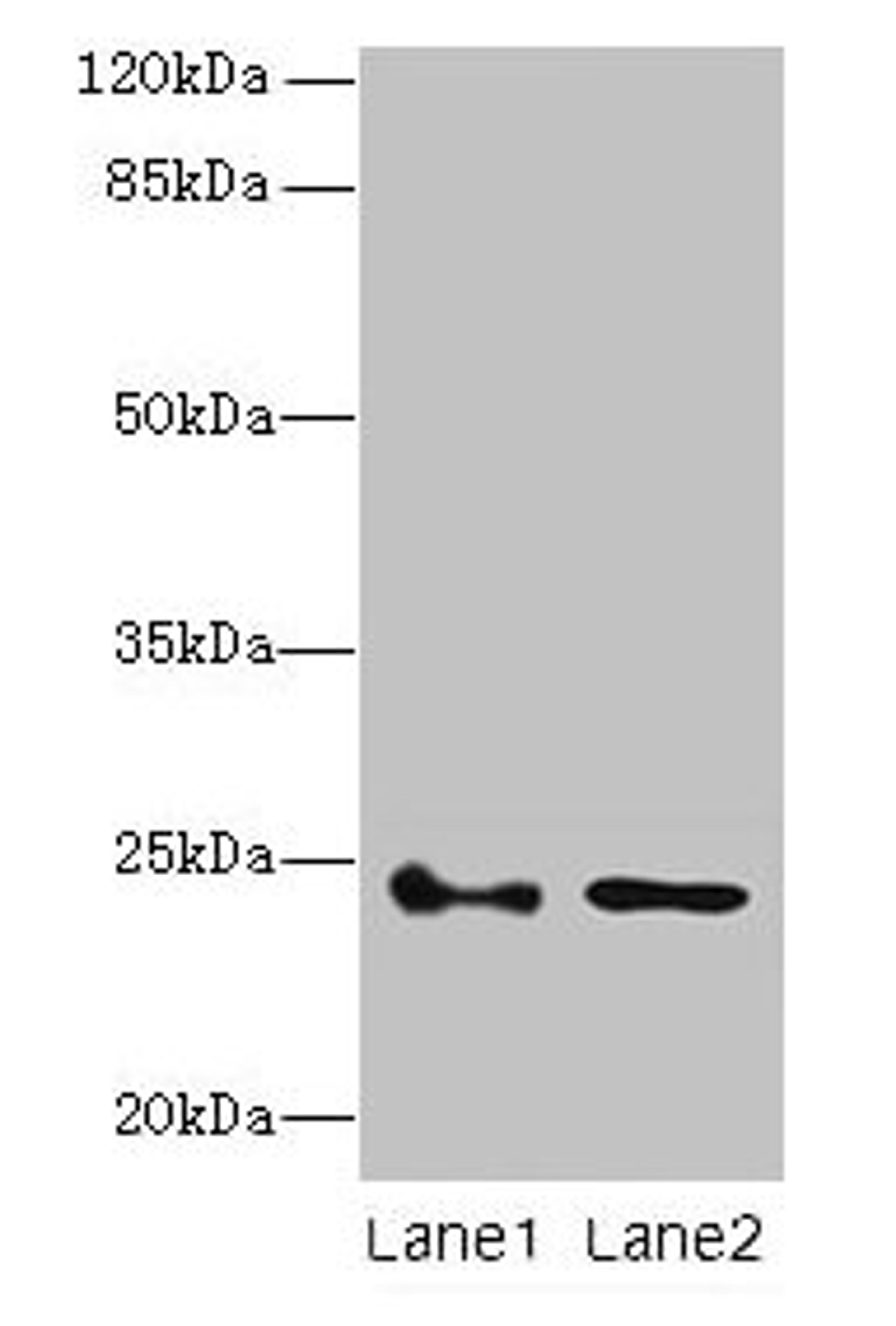 Western blot. All lanes: RHOF antibody at 3µg/ml. Lane 1: Colo320 whole cell lysate. Lane 2: RAW264.7 whole cell lysate. Secondary. Goat polyclonal to rabbit IgG at 1/10000 dilution. Predicted band size: 24, 19 kDa. Observed band size: 24 kDa