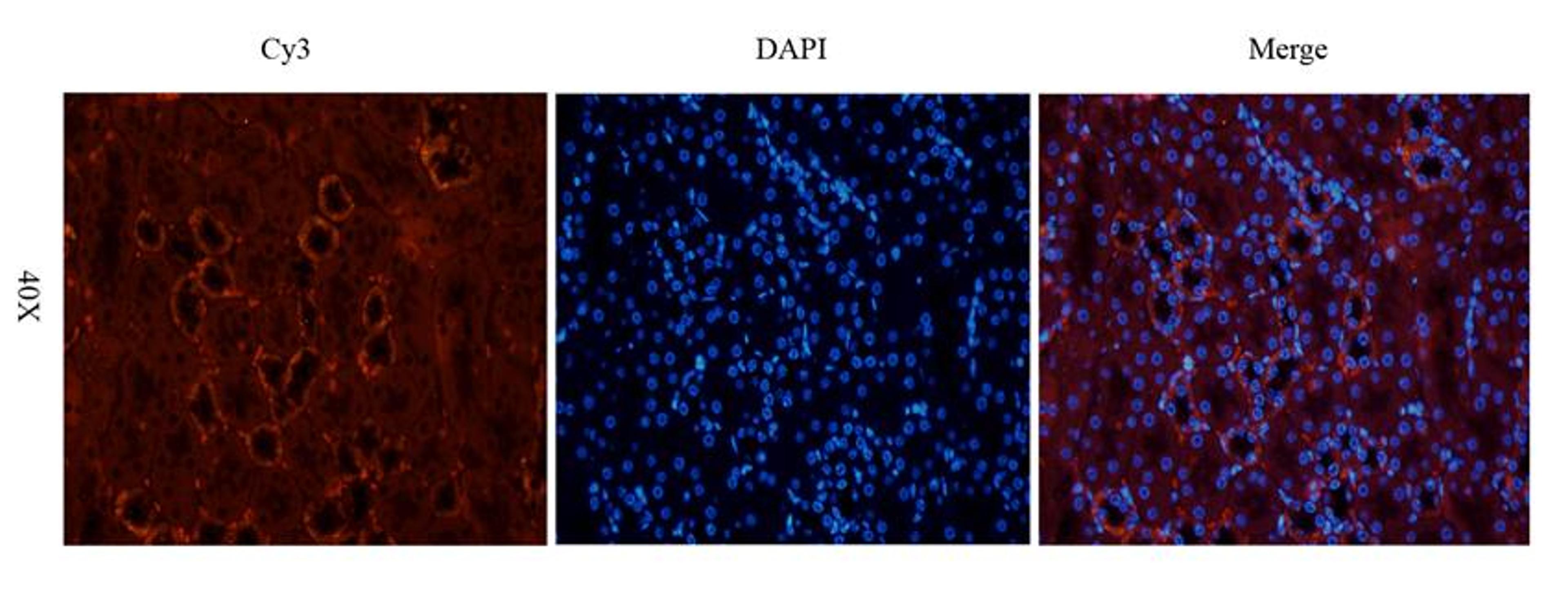 IF analysis of mouse kidney tissue using CYP11B1 antibody (2.5 ug/ml)