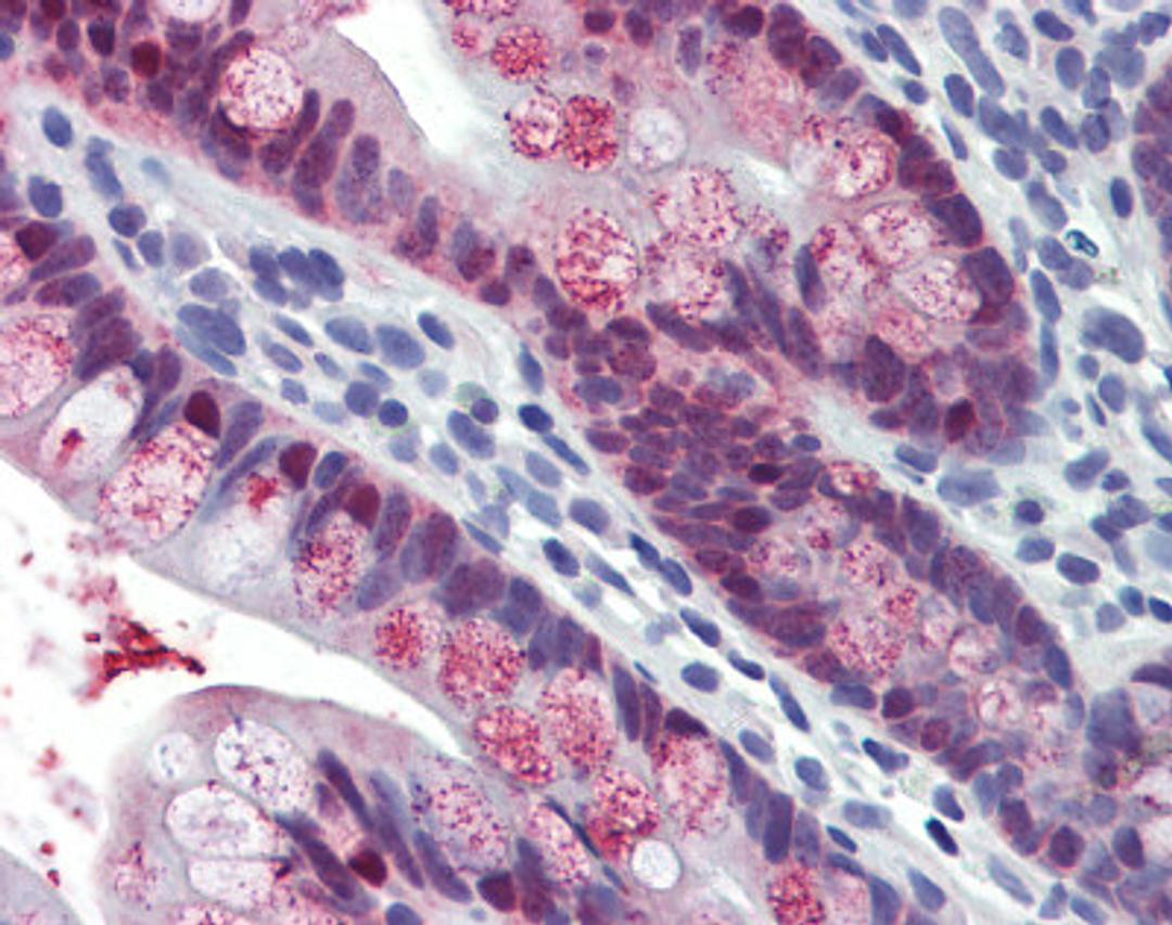 Antibody used in IHC on Human small intestine at 5 ug/ml.