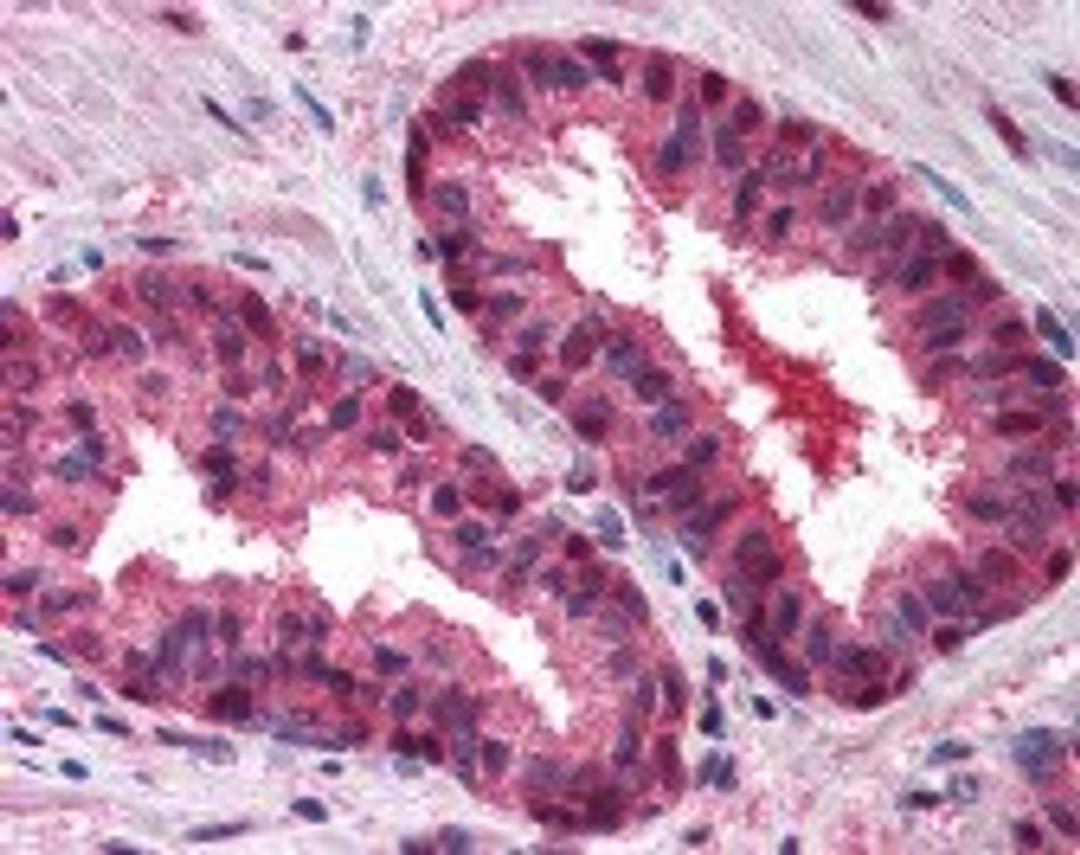 Immunohistochemistry staining of Cullin 2 in prostate tissue using Cullin 2 Antibody.