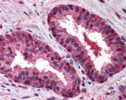 Immunohistochemistry staining of Cullin 2 in prostate tissue using Cullin 2 Antibody.