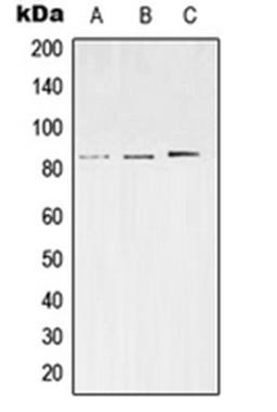 Western blot analysis of SKNSH (Lane 1), Neuro2A (Lane 2), PC12 (Lane 3) whole cell lysates using SV2C antibody