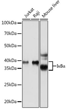 Western blot - I?Ba Rabbit mAb (A19714)