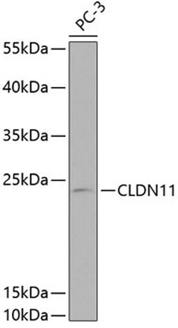 Western blot - CLDN11 antibody (A2593)