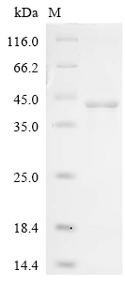 (Tris-Glycine gel) Discontinuous SDS-PAGE (reduced) with 5% enrichment gel and 15% separation gel.
