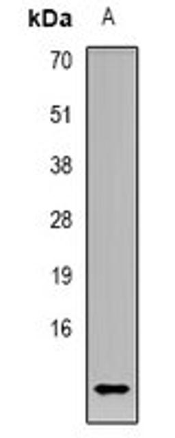 Western blot analysis of K562 (Lane 1) whole cell lysates using CCL4L1 antibody