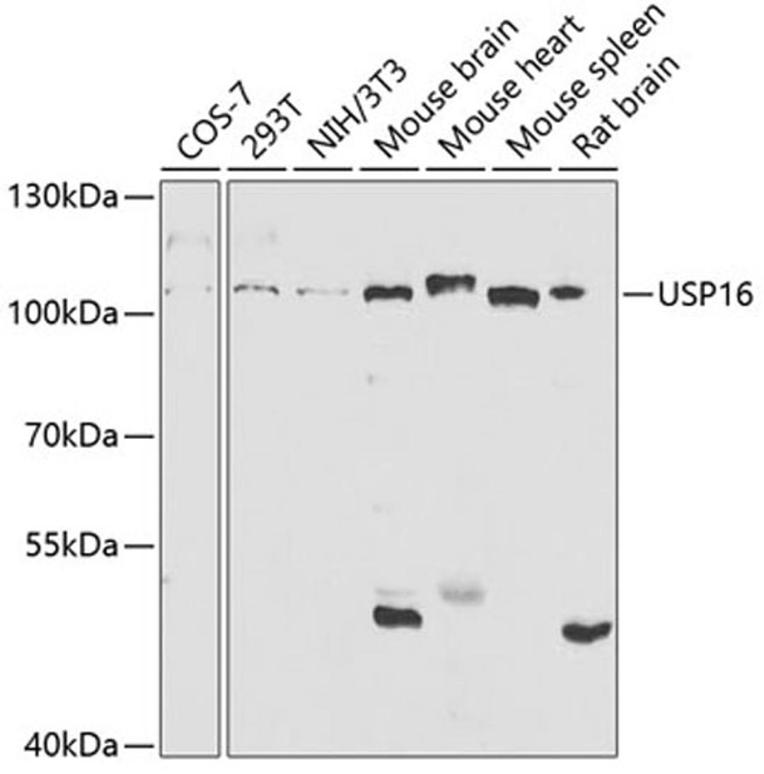 Western blot - USP16 antibody (A5861)