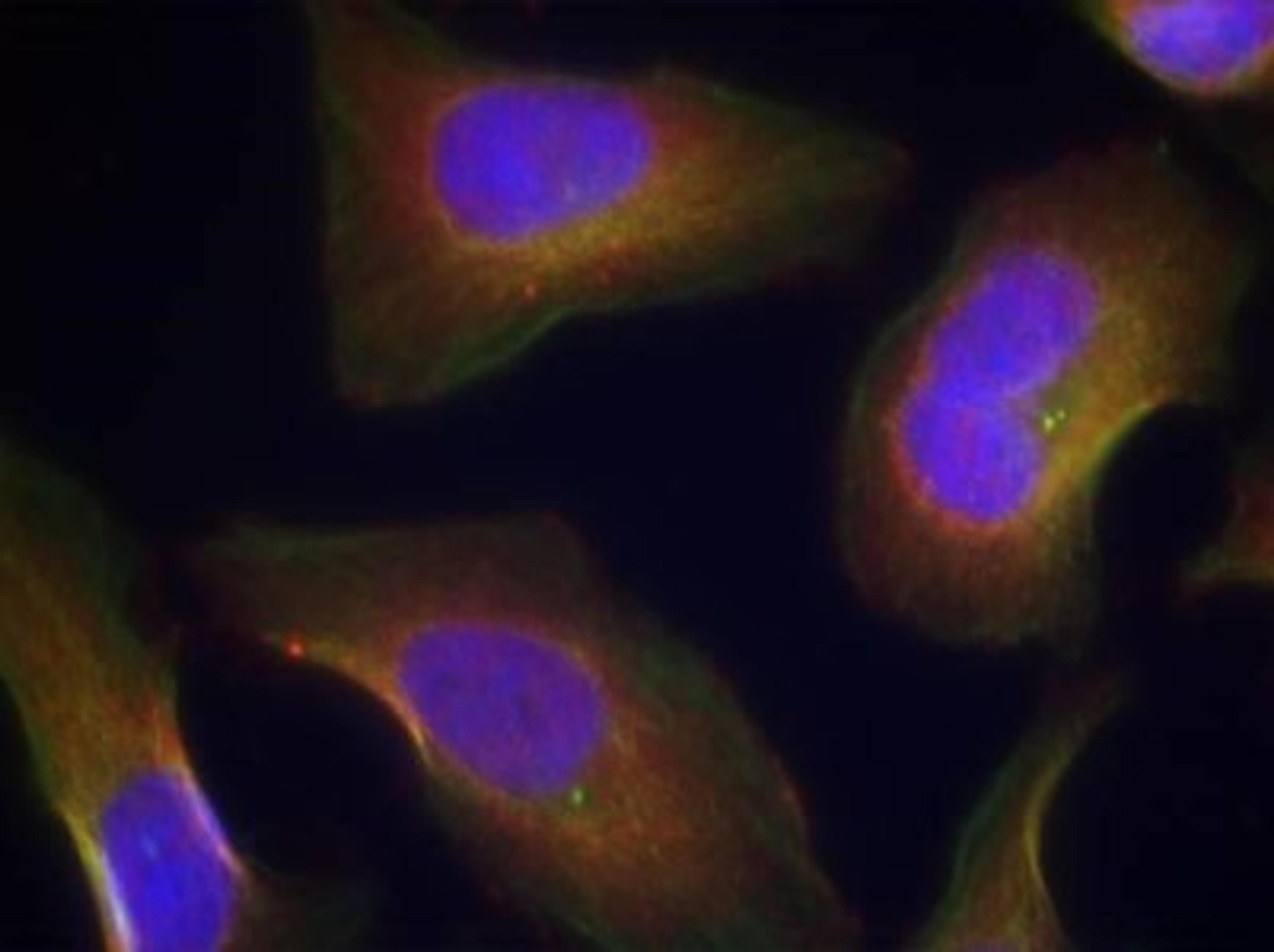 Immunocytochemistry/Immunofluorescence: PKC theta [p Ser676] Antibody [NB100-82145] - Staining of methanol-fixed Hela cells using PKC theta(Phospho-Ser676) Antibody.