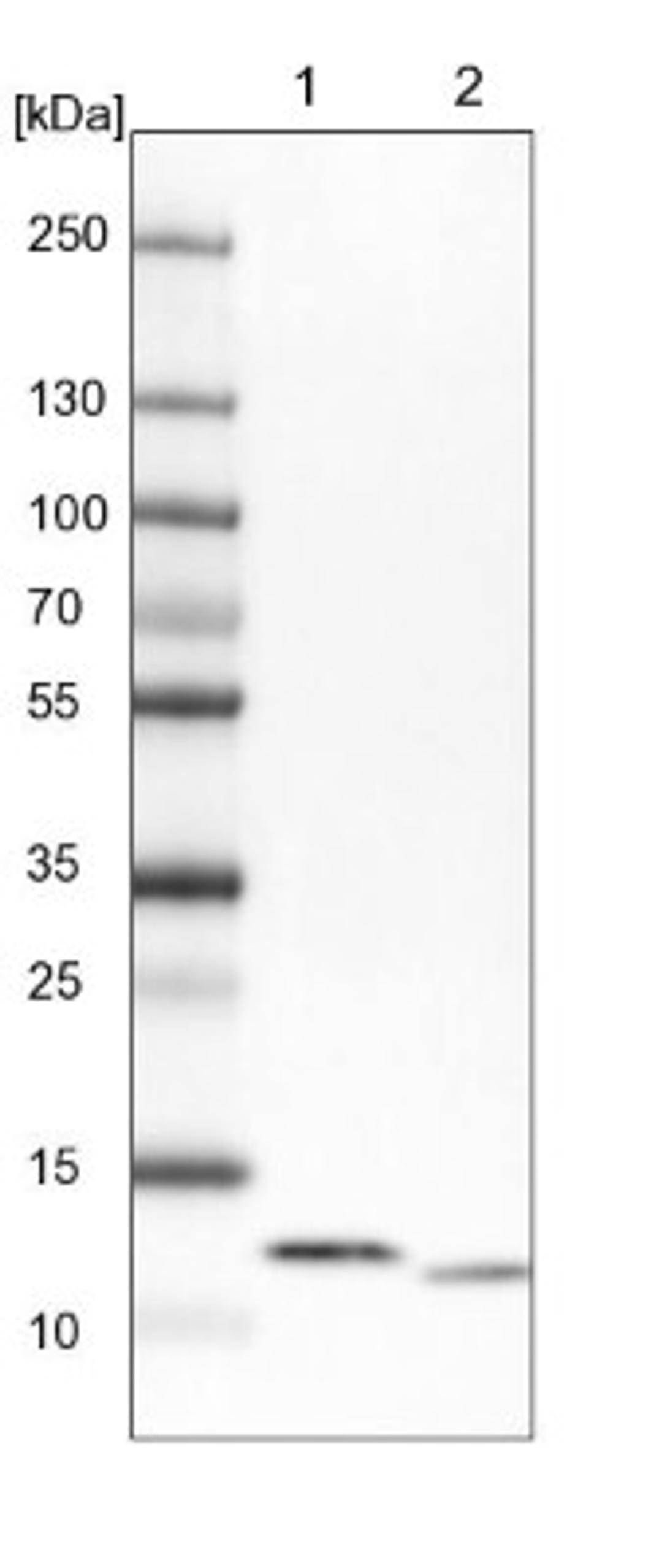 Western Blot: ATP5I Antibody [NBP1-89496] - Lane 1: NIH-3T3 cell lysate (Mouse embryonic fibroblast cells)<br/>Lane 2: NBT-II cell lysate (Rat Wistar bladder tumour cells)