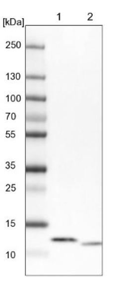 Western Blot: ATP5I Antibody [NBP1-89496] - Lane 1: NIH-3T3 cell lysate (Mouse embryonic fibroblast cells)<br/>Lane 2: NBT-II cell lysate (Rat Wistar bladder tumour cells)