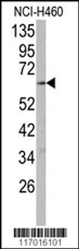 Western blot analysis of anti-CYP2R1 Antibody in NCI-H460 cell line lysates (35ug/lane).