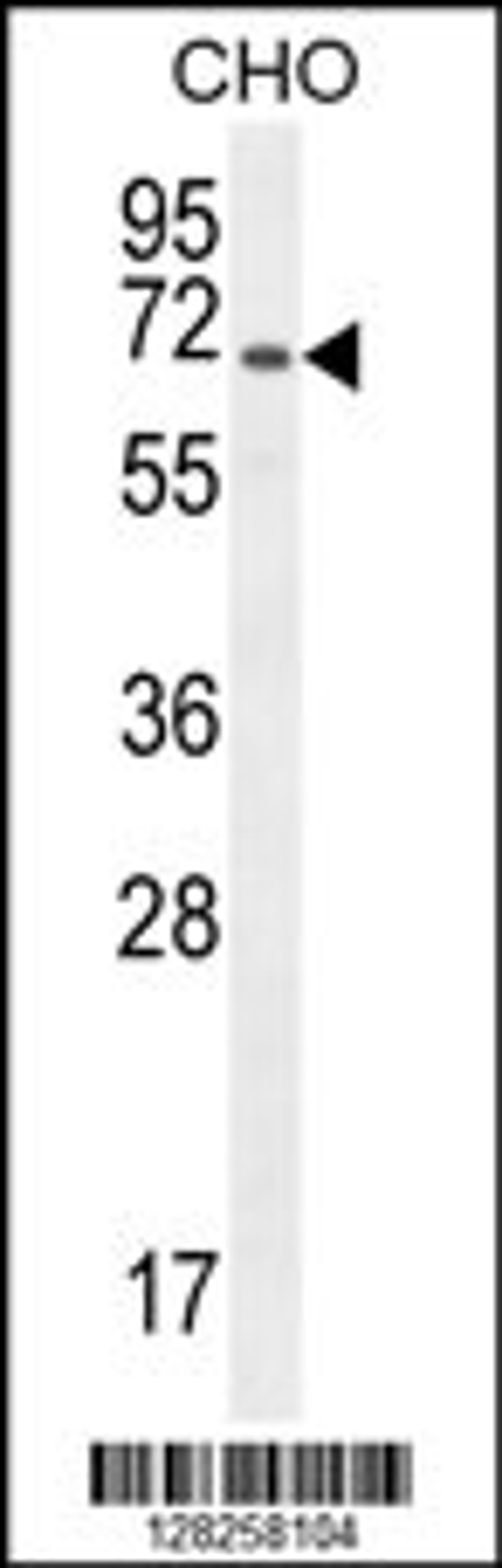 Western blot analysis in CHO cell line lysates (35ug/lane).This demonstrates thedetected the Mouse CD31 protein (arrow).